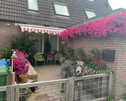 Room for rent: Heeskesacker, t Acker Nijmegen
