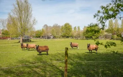 Twee-onder-één-kap te koop: Nieuwe Steeg 4, Dussen Dussen