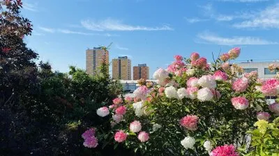 Appartement te koop: Speedwellstraat 104, Schiemond Rotterdam