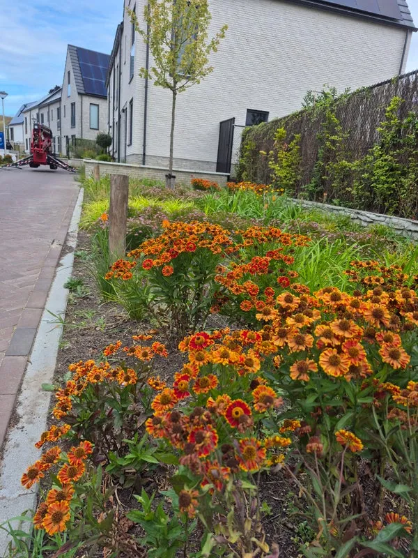 Woning te huur: Stijging, Blixembosch-Oost Eindhoven