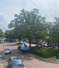 Kamer te huur: Thomsonlaan, Bomenbuurt 'S-Gravenhage