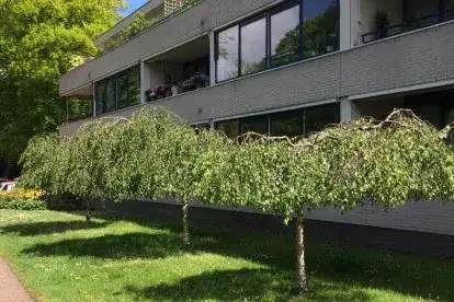 Woning te huur: Werkdroger, Steenbergen Laren