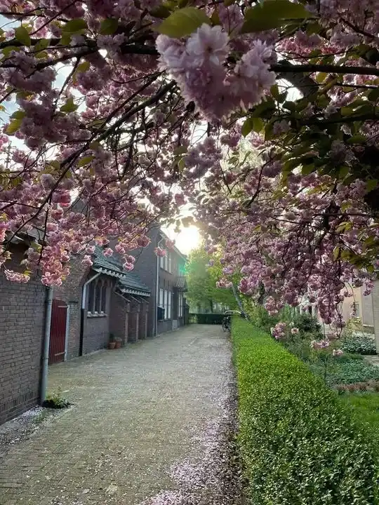 Woning te huur: Oranjeboomstraat, Haagpoort Breda