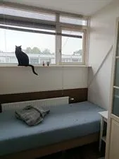 Kamer te huur: Valkenswaardstraat, Koolhoven Noord Tilburg