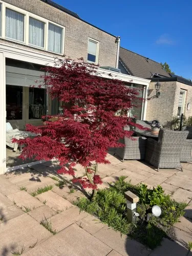 Vrijstaande woning te koop: Walraven van Hallstraat 4, Verzetswijk Oost Almere