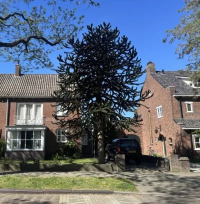 Twee-onder-één-kap te koop: Witsenburgselaan 44, Galgenveld Nijmegen