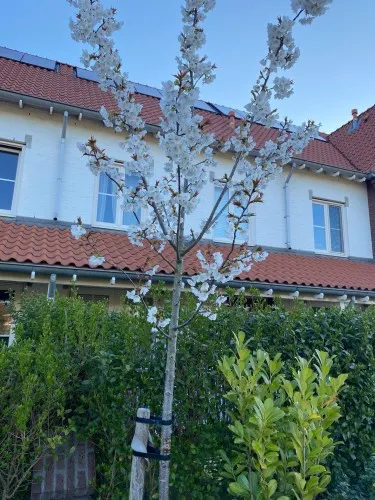 Tussenwoning te koop: Zevenwoudenlaan 231, 'S-Gravenhage